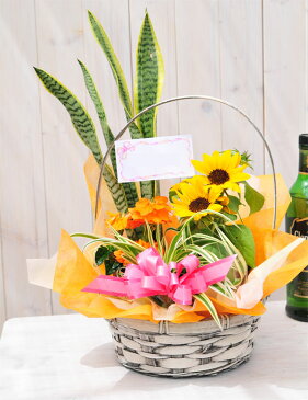 花 フラワー 寄せ植え アレンジ フラワー 誕生日プレゼント 福袋 花ふらわー 季節の寄せ植えフラワーギフト 送料無料 Flower gift ギフト たんじょうびプレゼント はな ぷれぜんと ぎふと 寄植えフラワー