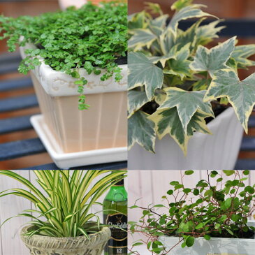 観葉植物 福袋 季節のお花またはミニ観葉植物5株セット 福袋!送料無料で他との同一梱包可 誕生日プレゼント観葉植物 寄せ植えに観葉植物 リーフプランツ かんようしょくぶつ ギフト プレゼント ランキング 2018【ラッキーシール対応】