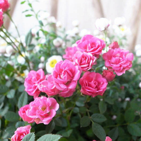 花芽付き カスミ草咲きミニバラ ミサキ苗 かすみ草 ミニバラ 花苗