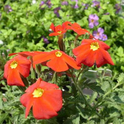 サンブリテニア スカーレット苗 秋まで楽しめる レッド【花苗】のサムネイル