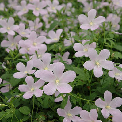 這い性ハイビスカス　ロバツス　花苗 ハイビスカス 横に広がるように育って行くハイビスカス 花芽付きハイビスカス