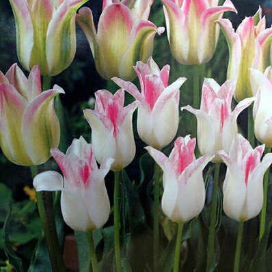 チューリップ球根 デュオチューリップ・ホーランドチック＆フロローサ8球セット【チューリップ】【球根】【Tulip】販売 通販 種類【ちゅーりっぷ】のサムネイル