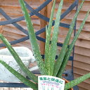 アロエベラ 4号鉢植え 観葉植物　ア