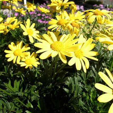 黄色の花♪緑葉ユリオプスデージー苗【花苗】【ユリオプス】