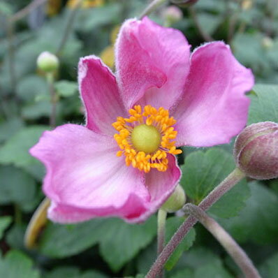秋明菊 シュウメイギク ハドスペイン【花苗】【菊】【キク】宿根草 販売 通販 種類のサムネイル
