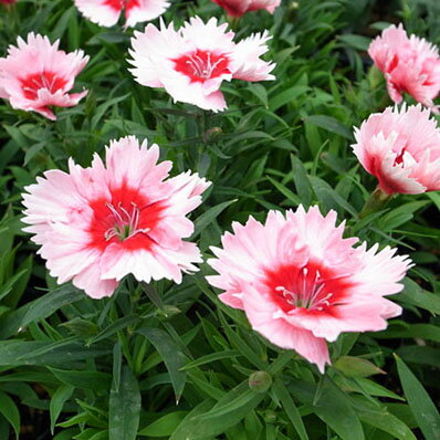 ダイアンサス・ストロベリーパフェ3株セット♪コンテナガーデン、プランター、花壇等に最適です。宿根草/耐寒性多年草/花芽付/花苗/のサムネイル