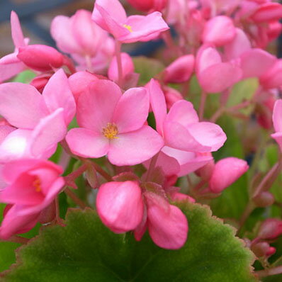 ベコニア・ラブミー3.5号♪ピンクの花【鉢花】【花苗】【鉢植え】