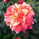 バラ ホーカスポーカス5号鉢植え♪カラフルな花色が魅力でボリューム満点。ギフトにも最適です/バラ/鉢植え/鉢花/花ギフト/プレゼント/誕生日