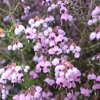 ジャノメエリカ苗ピンクの小花が可愛...