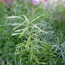 アスパラガス スプレンゲリー苗 細かく柔らかなグリーンが魅力 観葉植物 アスパラガス スプレンゲリー