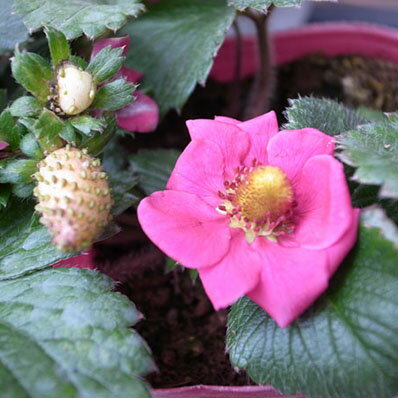 四季なりいちご ファーストラブ苗♪イチゴ いちご ピンクの花も魅力 花芽が付き 花苗 販売 通販 種類