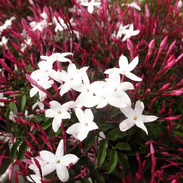 ハゴロモジャスミン苗 花苗 蕾沢山♪花が開き始めると甘い香りいっぱい楽しませてくれます モクセイ科 常緑蔓性低木 花芽付きのサムネイル