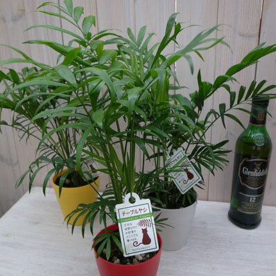 テーブル ヤシ カラー鉢植え4号 育てやすい室内 ヤシ観葉植物 ヤシの木 販売 通販 種類 ヤシ