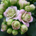カランコエ ローズフラワーピンクパリ4号サイズ 鉢植え カランコエ 八重咲きが魅のカランコエ 鉢花