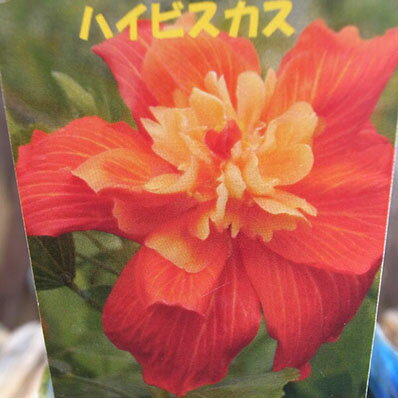 ワイルドハイビスカス マダムペレ 色鮮やかなオレンジとイエローの複色で八重花です ハイビスカス 花苗 販売 通販 種類