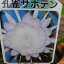 孔雀サボテン 月下美人 4号サイズ ホワイト 鉢植え♪真夏の夜に咲く純白の花が魅力 Cactus サボテン科 常緑多年草 販売 通販 種類【ラッキーシール対応】