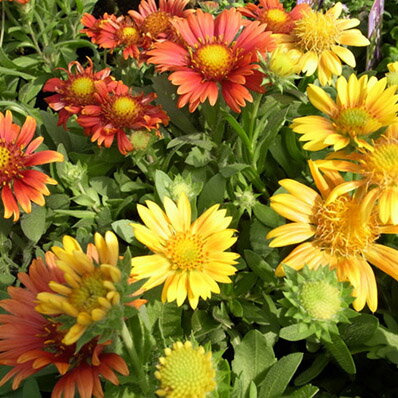 ガイラルディア2株セット 花苗 多年草 鮮やかな黄色系の花 Flower seedling 販売 通販 種類のサムネイル