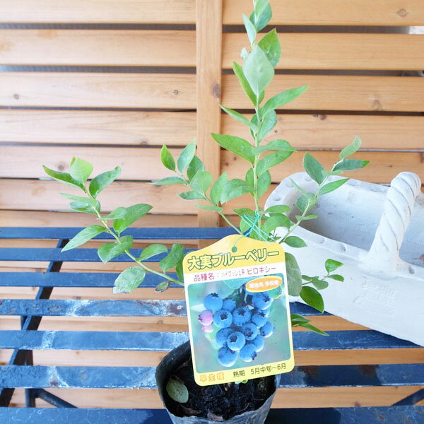 大実ブルーベリー ピロシキー 簡単に栽培できる暖地系ハイブッシュブルーベリー【Blueberry】【ぶるーべりー】【果樹】【苗木】販売 通販 種類