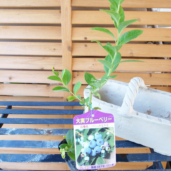 大実ブルーベリー ヒトミ 簡単に栽培できる暖地系ハイブッシュブルーベリー【Blueberry】【ぶるーべりー】【果樹】【苗木】販売 通販 種類のサムネイル