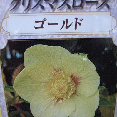 杉山交配 クリスマスローズ ゴールド【花苗】【クリスマスローズ】【Christmas rose】【Gold】販売 通販 種類