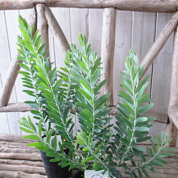 アカシア ブルーブッシュ 大苗 シルバーブルーの葉色が魅力でシンボルツリーに最適 常緑小高木 販売 通..