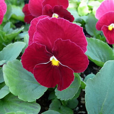 パンジー　ローズ4株セット パンジー 苗 鮮度優先、生産農家、朝取り【花苗】【パンジー苗】【種類】