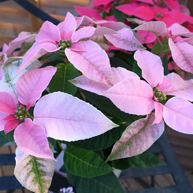 プリンセチア ピンクホワイト 3.5号サイズ 鉢植え プリンセスのような華やかな印象とポインセチアを合せプリンセチアと名付けられています 販売 通販 種類
