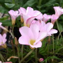オキザリス ペンタローズ 花カタバミの別名をもつ丈夫な球根植物 糸葉に薄いローズピンクの花 花苗 販売 通販 種類