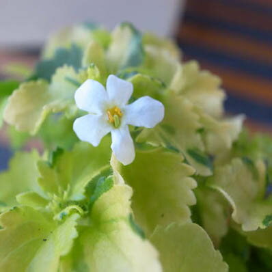 バコパ ライムバリエガータ 花だけでなくライム色の葉色も楽しめるバコバで寄せ植えアイテムに 花苗 販売 通販 種類