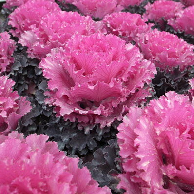 葉牡丹 ハボタン 紅 ファルダノエル バラのようなフリル感が魅力的なハボタン 花苗 販売 通販 種類のサムネイル