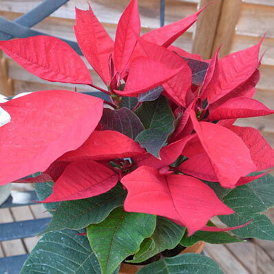 ポインセチア 鉢 赤 4号サイズ 鉢植え クリスマスを飾る華やかなレッド 販売 通販 種類