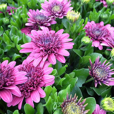 オステオスペルマム ダブルパープル 紫 花苗 限定 豪華な八重咲き 最新品種オステオスペルマム 多年草 花芽付 販売 通販 種類のサムネイル