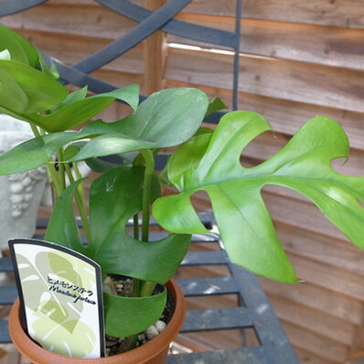 ヒメモンステラ3.5号サイズ 鉢植え 切れ込みある艶やかグリーン 観葉植物 販売 通販 種類のサムネイル