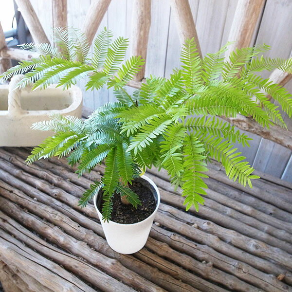 ネムノキエバーフレッシュ幹太4号サ...