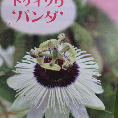 トケイソウ パンダ 花苗 ワンランク上のグリーンカーテンにさまざまな花を楽しめる時計草 販売 通販 種類