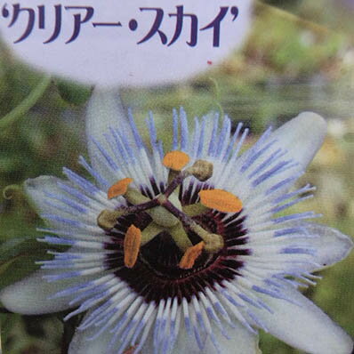 トケイソウ クリアー スカイ 花苗 ワンランク上のグリーンカーテンにさまざまな花を楽しめる時計草 販売 通販 種類