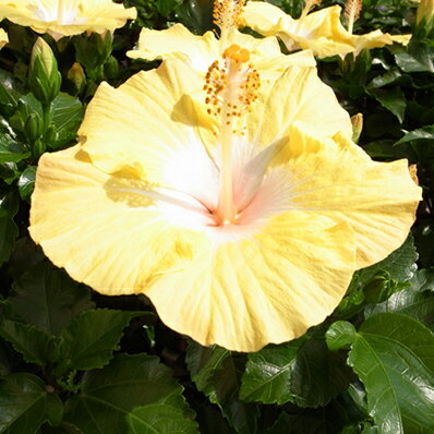 ハイビスカス シフォンブリーズ　花 4号 鉢植え ハイビスカス 鉢花 はいびすかす 鉢花のサムネイル