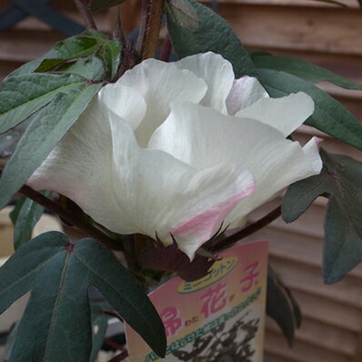 綿の木 ミニコットン 4号サイズ 鉢植え 鉢花 真っ白なコットンが収穫 綿の木 ミニコットンのサムネイル