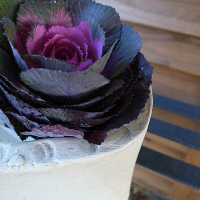 ハボタン ブラックルシアン 葉牡丹 黒々した葉に中心部が赤みを増すベルサイユシリーズのハボタン お正月寄せ植えのワンポイントに最適な植物 販売 通販 種類のサムネイル