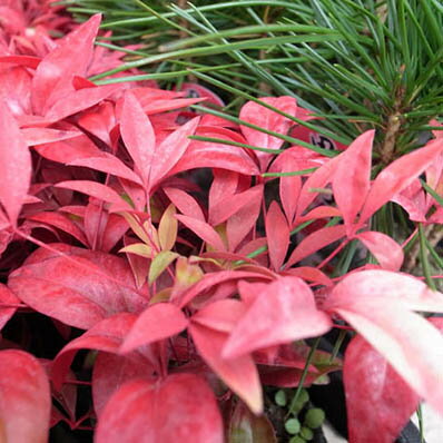 七福南天 シチフクナンテン 真っ赤に染まる葉が魅力でお正月寄せ植えアイテムの人気な植物 販売 通販 種類