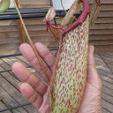 ネペンテス ミランダ5号サイズ 食虫植物 鉢植え ネペンテス Nepenthes【食虫植物】