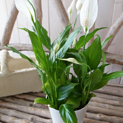スパティーフィラム 4号サイズ鉢植え高さ30cm 清楚な白花 販売 通販 種類