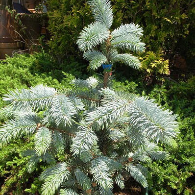 ピセアプンゲンス ホプシー7号サイズ 観葉植物 高さ70cm ピセアプンゲンス ホプシー 観葉植物 コニファー類の中でも希少品種ピセアプンゲンス ホプシー 送料無料のサムネイル