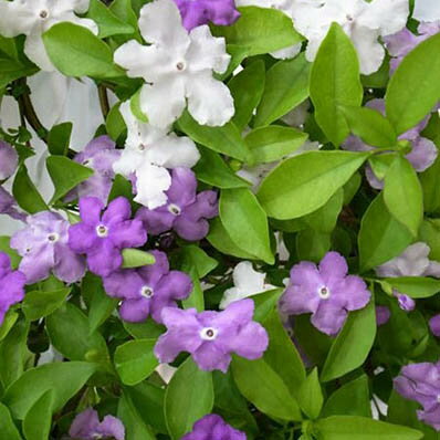 ニオイバンマツリ 花色を変える甘い香りの花 販売 種類 通販 種類のサムネイル