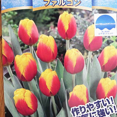 チューリップ球根 富山の清流チューリップC ファルコン6球【チューリップ】【球根】【Tulip】販売 通販 種類【ちゅーりっぷ】