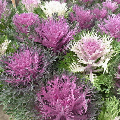 【葉牡丹】ハボタン パリジェンヌ 2株セット ハボタン販売 通販 種類のサムネイル