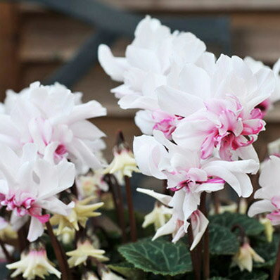 シクラメン ローゼスピンクバイカラー 6号サイズ 鉢植え 万重咲きシクラメン希少品種 販売 通販 種類のサムネイル