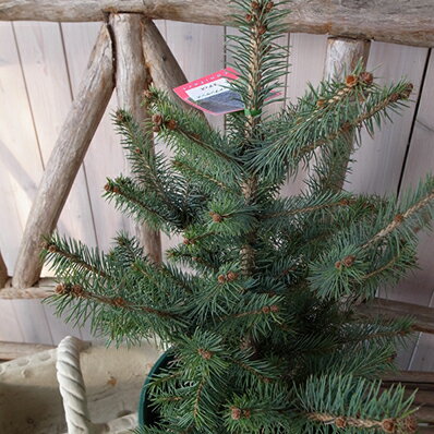 ピセアプンゲンス　エディス 7号サイズ 観葉植物 高さ70cm ピセアプンゲンス　エディス 観葉植物 コニファー類の中でも希少品種ピセアプンゲンス　エディス 送料無料のサムネイル