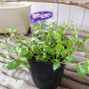 トレニア コンカラー斑入り トレニア 花苗 斑入り 枝垂れるように育ちハンギングや寄せ植えに合わせ易いトレニア苗