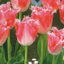 チューリップ球根 JAPANフラワ−バルブオブイヤー・ファンシーフリル 6球【チューリップ】【球根】【Tulip】販売 通販 種類【ちゅーりっぷ】